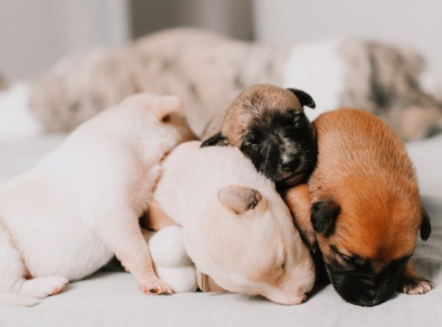 a group of 4 puppies sleeping on top of each other.