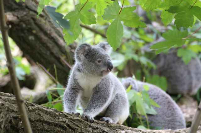 koala sitting on a tree looking at another koala.